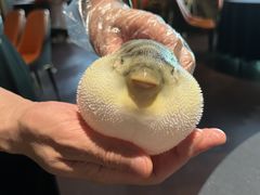 -肆月河豚·淮扬菜·湘菜(华天店)