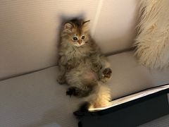 -猫大福·Fortune Cat猫舍(百子湾店)