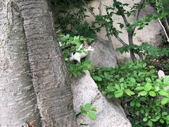 -崂山巨峰游览区