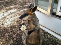 -费瑟代尔野生动物园