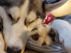 -Husky Go! 哈士奇体验馆·宠物咖啡厅狗咖