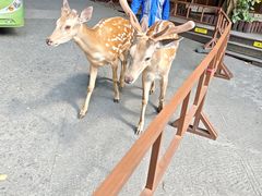 -西双版纳原始森林公园
