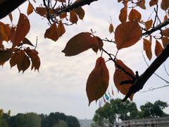 -中央公园(苏州工业园区)