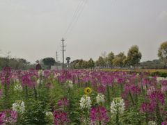 -广东花都香草世界旅游度假区