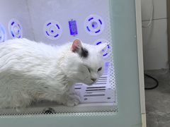 -贝康宠物医院·犬猫全科·小动物特色诊疗中心(东环路店)