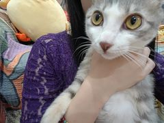 -瑞派名望志远动物医院·猫科·內科·异宠专科(直港大道店)