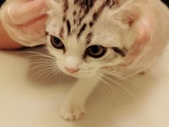 -爱诺耐芙动物医院(万博店)