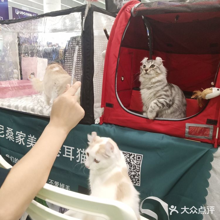宠物展也太好吸猫撸狗了！[亲亲][亲亲][亲亲]