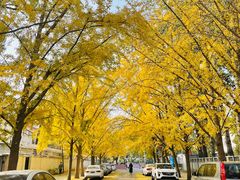 -三里屯东五街银杏大道
