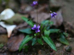 景点-铁山坪森林公园