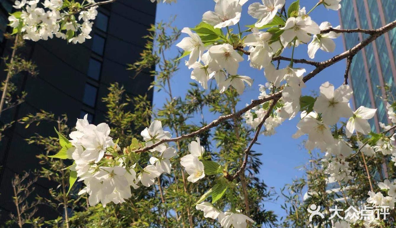 南西商圈的樱花和郁金香🌷让你幸福了吗？