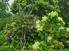 -新加坡植物园