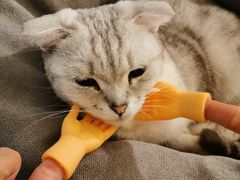 -Catmate·猫肥家润(金润铂宫店)