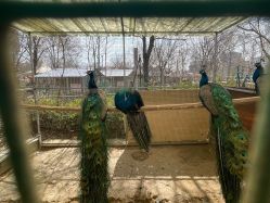 -萌宠亲子动物乐园(槐房万达店)