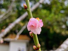 -荔枝公园(福田区)