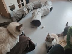 -Cappucimeow猫咪咖啡馆(韦伯时代店)