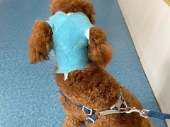 -宠颐生猫科·内科皮肤科(西平世纪城店)