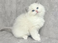 -小猫来了·猫舍(红山六九七九店)
