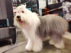 -百好乐宠物友好餐厅(朝外大街店)