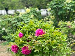 -国家植物园