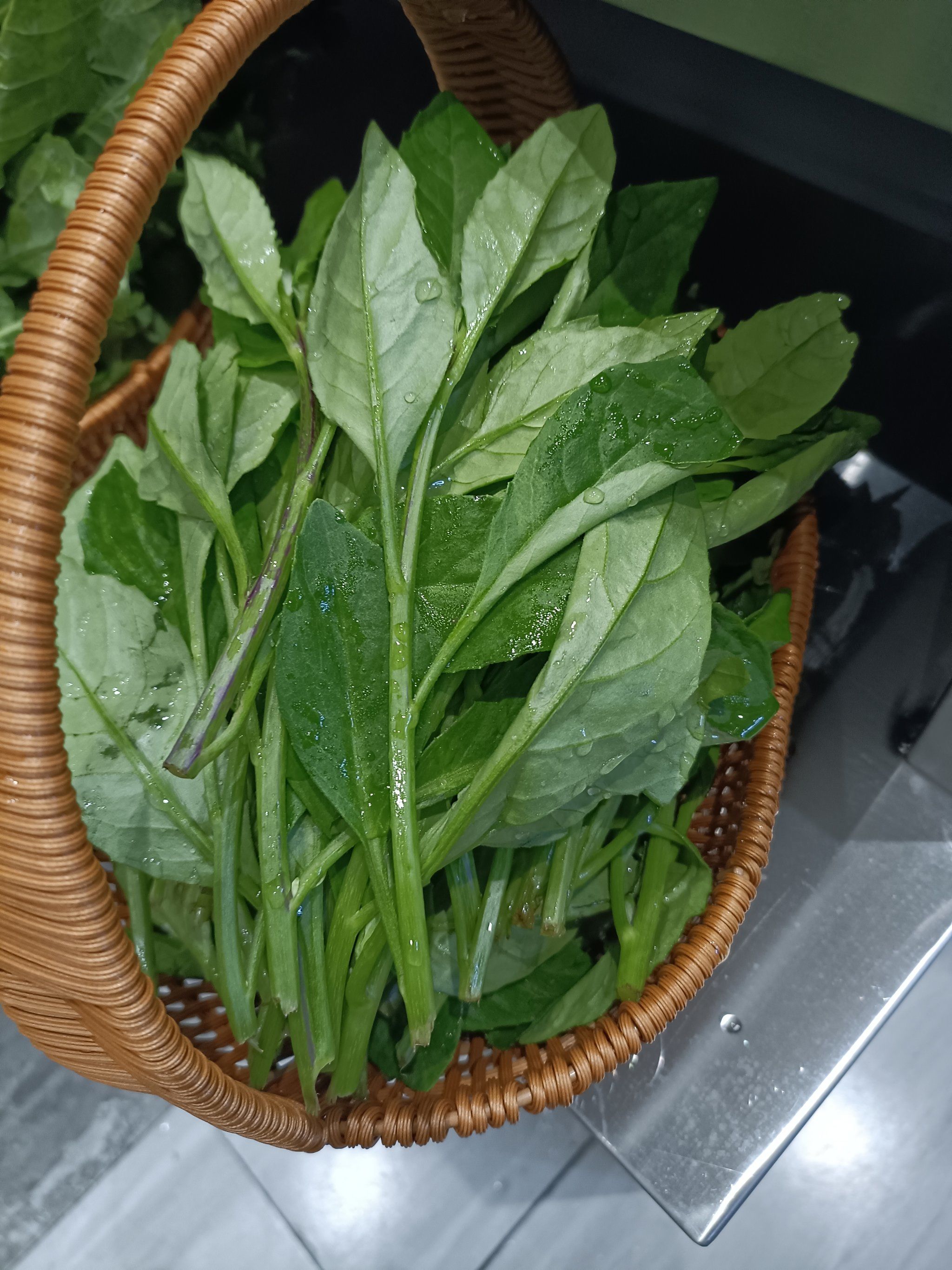 又到了吃野菜的季节了,你们吃过这人参苗吗