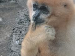 -昆明动物园