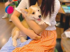 -柯斗斗主题餐厅·狗咖·围炉煮茶·茶饮(国瑞升平里店)