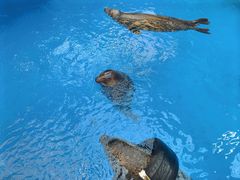 -海合安成都极地海洋公园