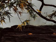 -秋霞圃