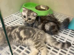 -lincat·猫舍(广州店)