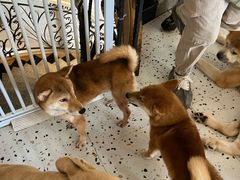 -喜柴咖啡·柴犬狗咖