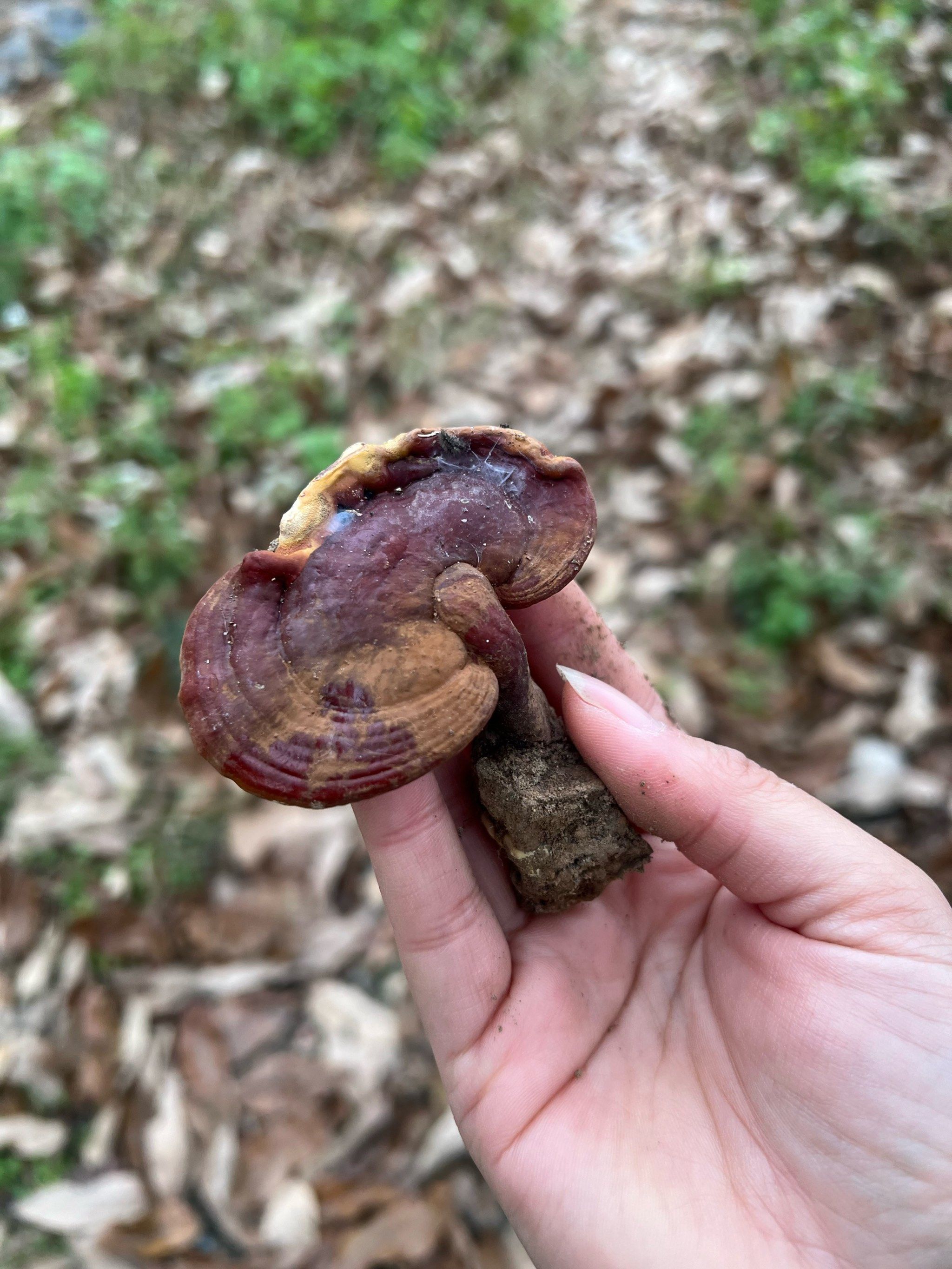 很庆幸 虽然时隔两个月 但是这棵灵芝没有被别人发现!