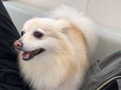 -安安宠医宠物医院·异宠·犬猫内科(岳阳分院)