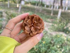 -永定河休闲森林公园