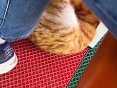 -马白开来特色羊排揪片子  (总店)