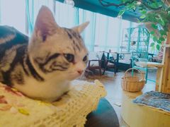-共舞时光猫咖·狗咖(新街口店)