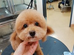 -芭比堂宠物医院·全科爱猫医院·仁德分院
