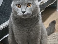 -纳吉亚猫专科动物诊疗中心(蒋宅口分院)