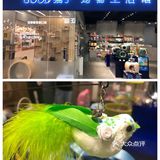 藏在商场里的撸猫和宠物用品集合点店！