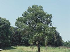 -铁山坪森林公园