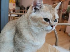 -猫咪派对(江南西店)