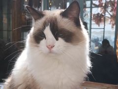 -喵屿·大理花园猫咖