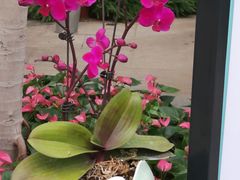 -北京植物园-展览温室