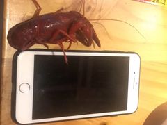 -阿青龙虾(新城店)