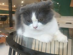 -飞行喵MR PILOT|猫舍·猫咖(静安大融城店)
