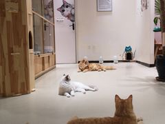 -藏猫猫咖啡主题馆(中央大道店)