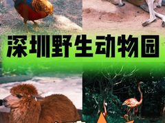 -深圳野生动物园