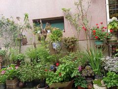 -王万妈卤猪脚(青岩交通路)