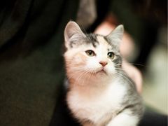 -猫咪博物馆(顶澳仔猫街店)