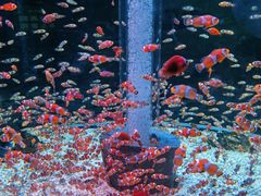 -海合安成都极地海洋公园